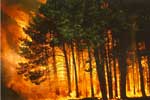 Exterior fire fighting sprinklers