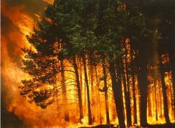 Show products in category Bush Fire Fighting Sprinklers Picture for category Bush Fire Fighting Sprinklers