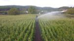 Soft Hose Travelling Irrigator for Corn Irrigation